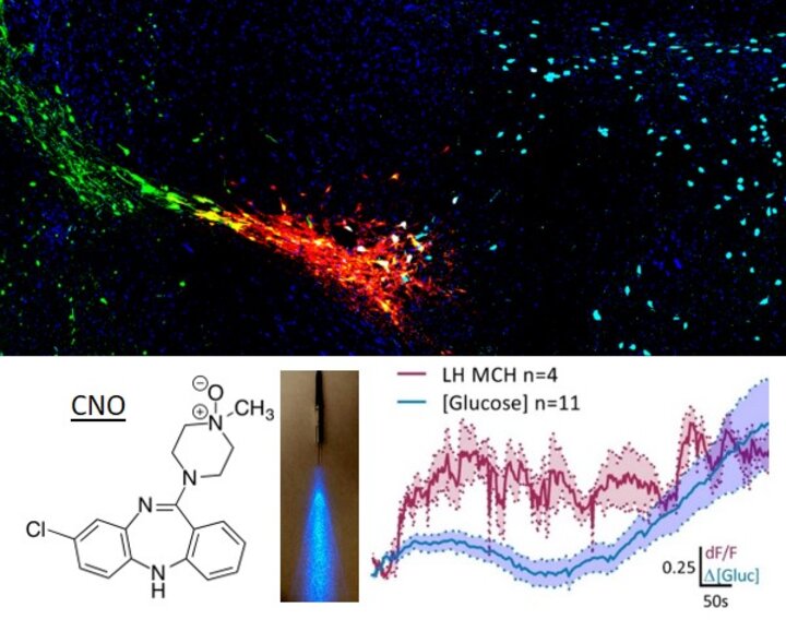 Labeled MCH neurons, CNO, a ferrule and some data