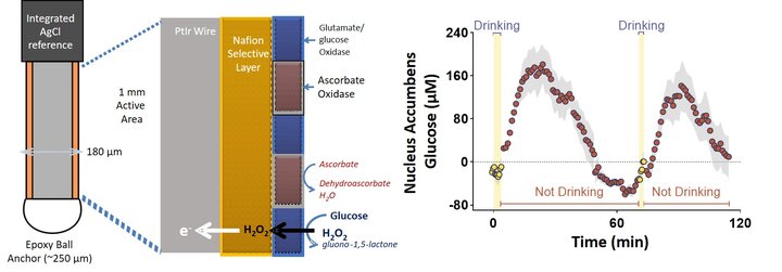 An schematic image of a biosensor and example data